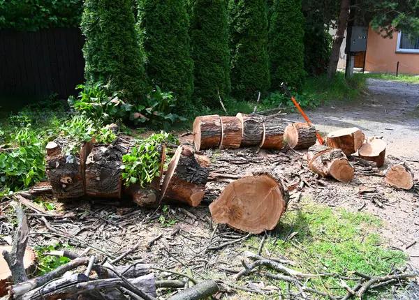 Looking for Tree Service Mobile Skilled Arborists Are Ready