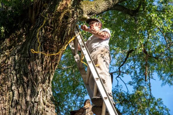 Tree Service Auburn Specialists Keeping Your Landscape Beautiful